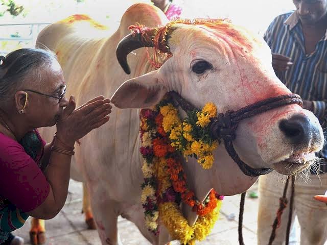 शिवप्रहार न्यूज - पंधराशे किलो गो मांस पकडले; आरोपी कुरेशी अंधारात झाला फरार...