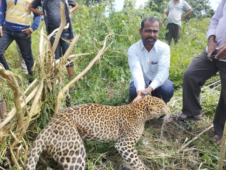 शिवप्रहार न्युज - बेलापूर परिसरात तारेचा फास लागून बिबट्याचा मृत्यू...