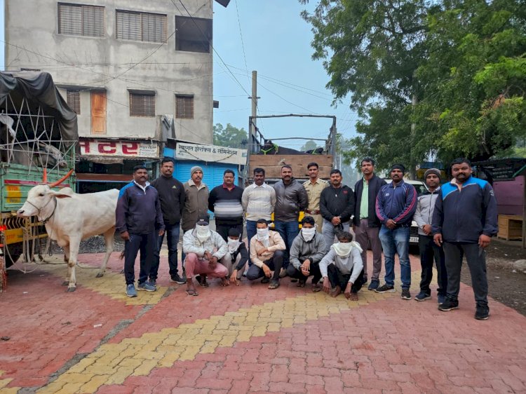 शिवप्रहार न्युज - नेवाशात कत्तलीसाठी आणलेले 27 गोवंश,700 किलो गोमांस व वाहने असा एकुण 4,10,100/- रुपये किमतीचा मुद्देमाल जप्त;LCB ची धडाकेबाज कारवाई.