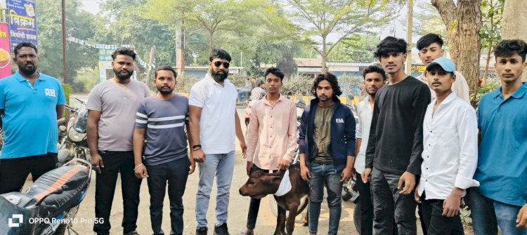 शिवप्रहार न्युज - “शिवप्रहार”च्या मावळ्यांमुळे छोट्या गोवंशाला जीवनदान…
