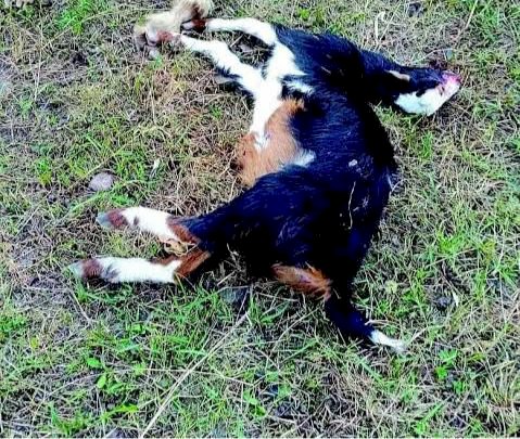 शिवप्रहार न्युज - गोंधवणीत बिबट्याचा वावर;डोळ्यादेखत शेळी नेली...