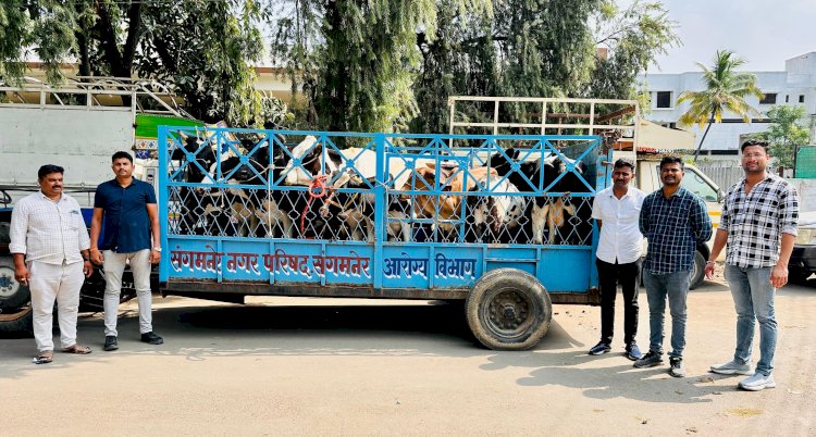 शिवप्रहार न्युज - ईदच्या अनुषंगाने राबविले ऑपरेशन ऑल आऊट;पोलीसांनी 79 गोवंशांचे प्राण वाचवले...